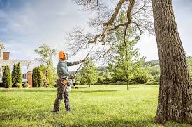 Best Palm Tree Trimming  in Hendersonville, TN