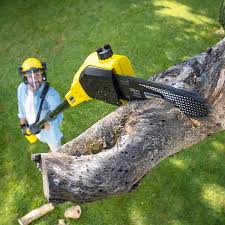 Best Tree Trimming and Pruning  in Hendersonville, TN