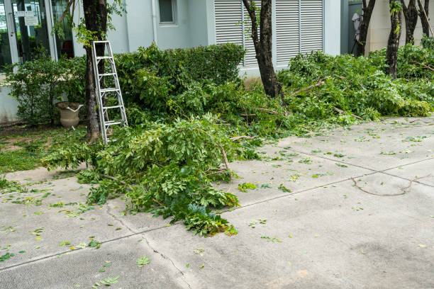 Best Emergency Tree Removal  in Hendersonville, TN