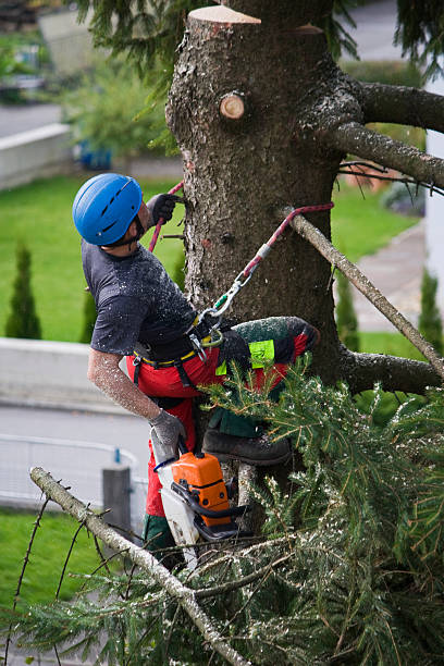 How Our Tree Care Process Works  in  Hendersonville, TN