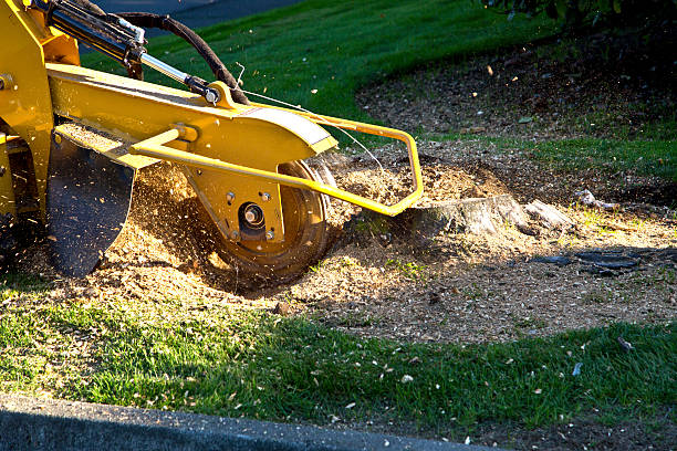 Best Root Management and Removal  in Hendersonville, TN