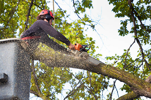 Best Tree Risk Assessment  in Hendersonville, TN